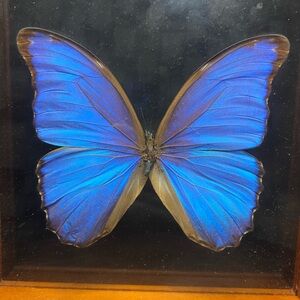 Morph butterfly vintage